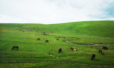 ทุ่งหญ้าคาราจุ้น ทุ่งหญ้าอันกว้างใหญ่ ธรรมชาติสวยงามเสมือนภาพเขียน