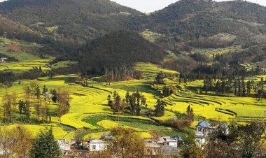 ดอกไม้บานสะพรั่งสีเหลืองทองทั้งหุบเขา ณ ทุ่งดอกคาโนล่า โหลวผิง