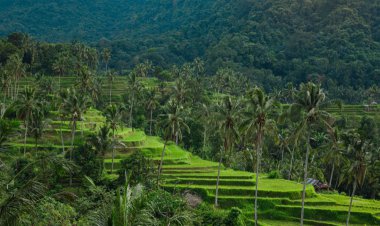 นาข้าวขั้นบันไดเตกัลลาลัง ที่มีชื่อเสียงของอินโดนีเซีย