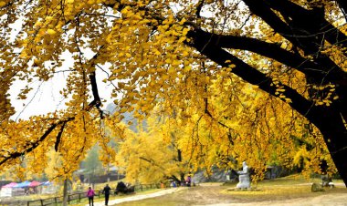 อลังการใบไม้เปลี่ยนสี แปะก๊วยพันปี มณฑลกุ้ยโจว